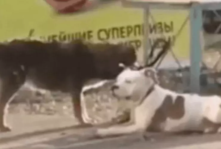 Perro callejero libera a una mascota y la saca a pasear