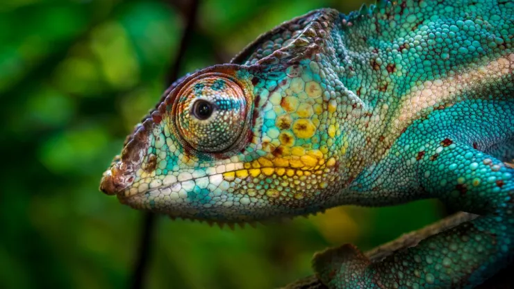 Seis animales que no pueden ser mascotas en México