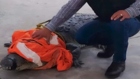 WhatsApp Image 2025-04-17 at 7.44.29 PM.jpeg