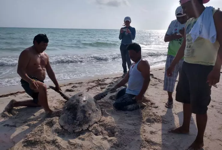 tortuga carey rescatada en lagunita
