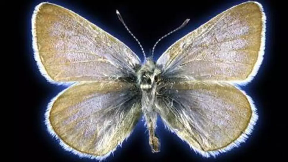 El ADN de la mariposa azul de Xerces de 1928 confirmó su extinción, la cual fue provocada por el ser humano en EUA.