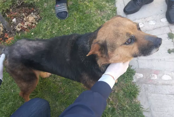 Perrita abusada (1).png