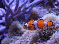 buscando-a-nemo