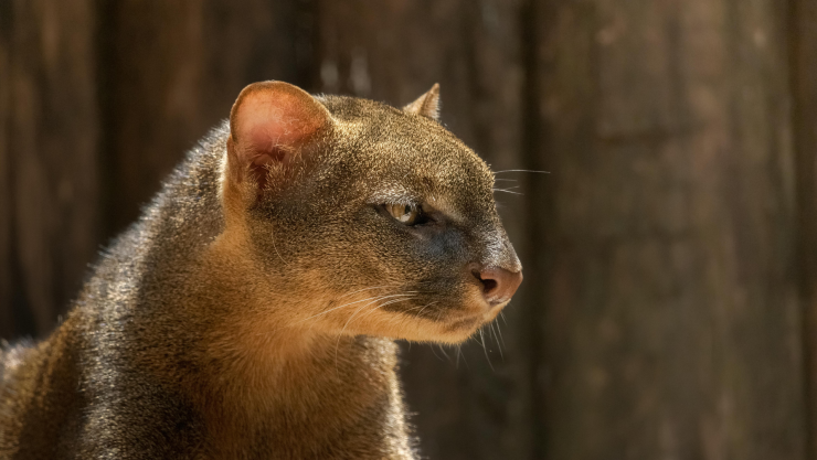 Captan a yaguarundi, misterioso felino en Parque Nacional Los Mármoles