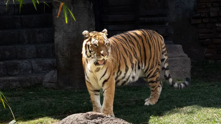 Tigres blancos de Bengala: cuántos quedan en el mundo y por qué están en riesgo