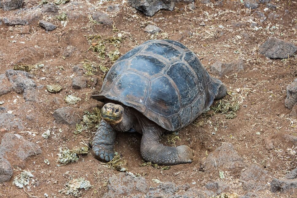 Tortugas infecciones por bacterias resistentes a antibióticos.jpg