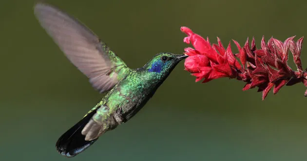 colibri