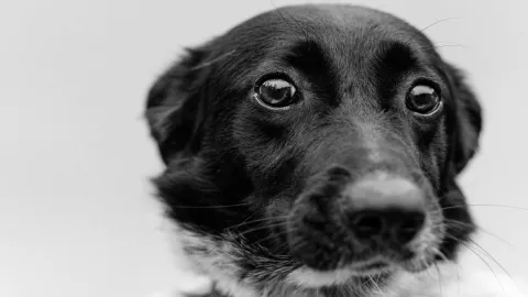 Matan a perro de un disparo en Veracruz