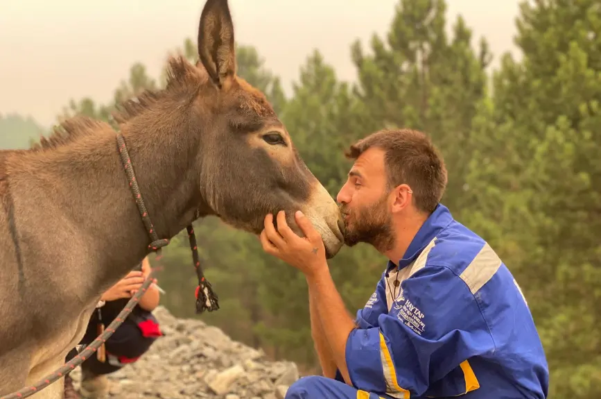 HAYTAP recoge a animales heridos por los incendios en Turquía