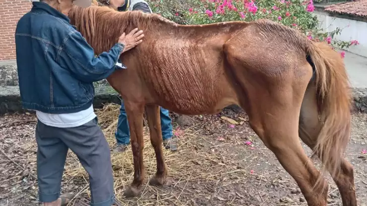 Caballo rescatado Cuacolandia en Morelos
