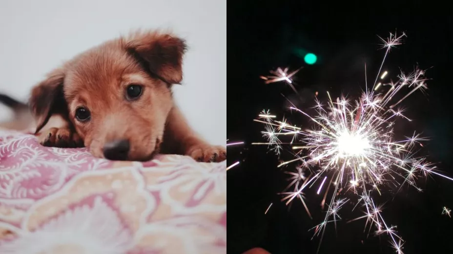 ¿Cómo proteger a tu perro de la pirotecnia?