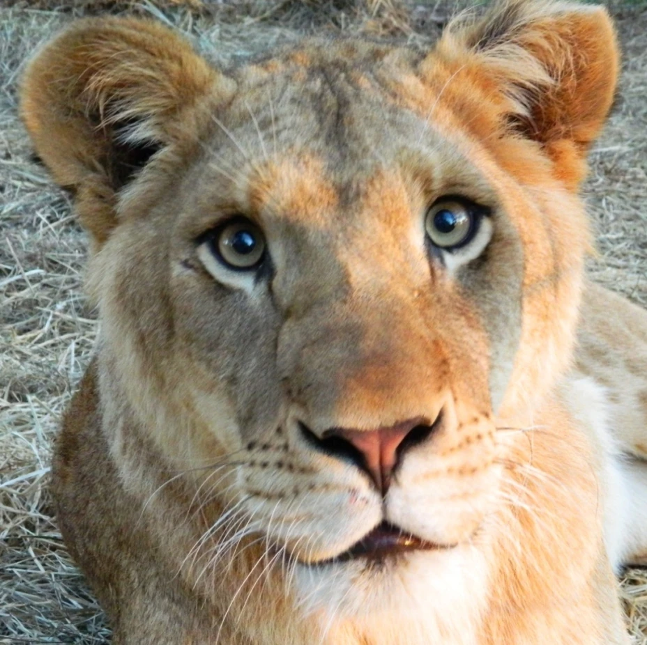 Mujer pierde el brazo tras ser ATACADA por un león en el zoológico; Así ocurrió la tragedia