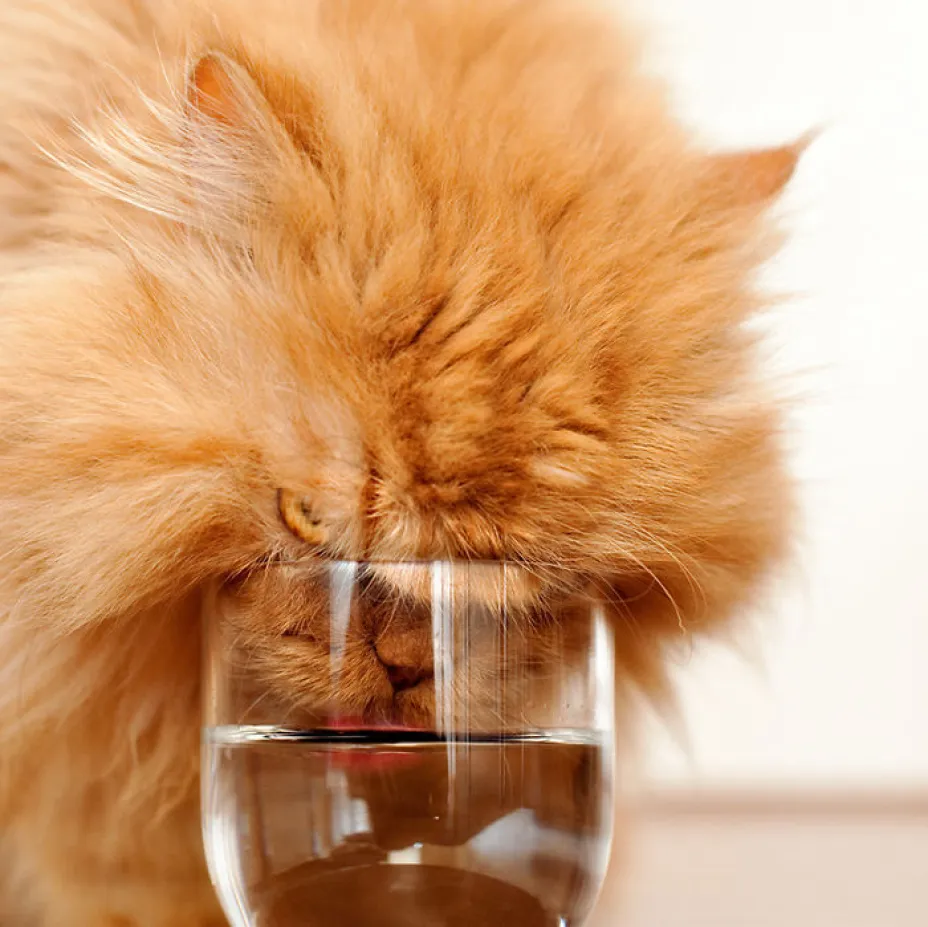 garfi5.jpg