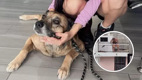 Osito, perrito maltratado en Mazatlán