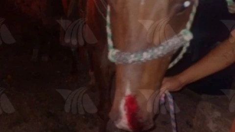 Escape de caballo en Buctzotz deja una mujer muerta