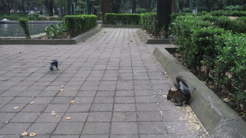 Roedores en la ciudad, vecinos incómodos