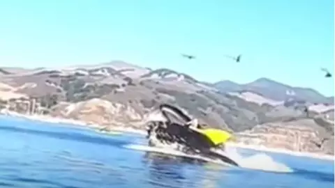 ballena jorobada .jpg