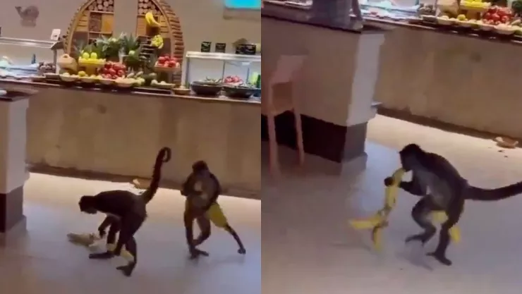 Monos araña roban los plátanos de un hotel en Cancún y se viralizan