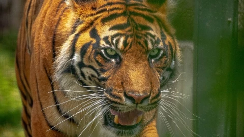 avistamiento tigre reynosa