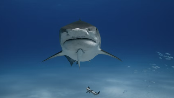 Video: Hombre captura tiburón tigre con las manos en playa de Michoacán