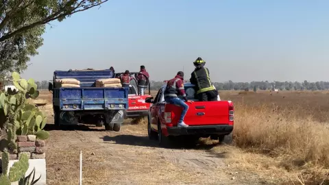 Buscan a cuatro leones que habrían escapado de criadero en el Edomex