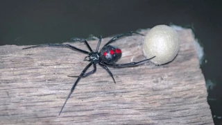 Mujer pierde la vida tras mordedura de viuda negra en Nuevo León