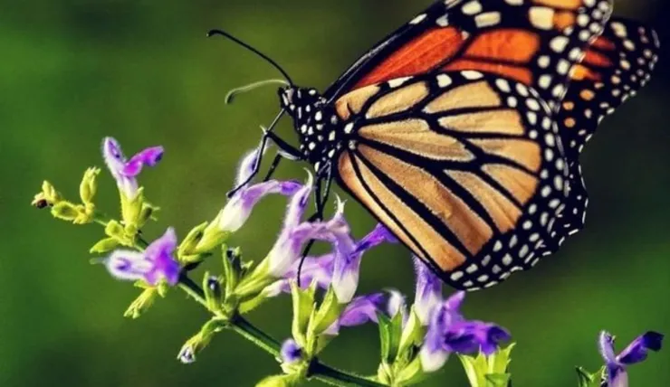 Mariposa Monarca