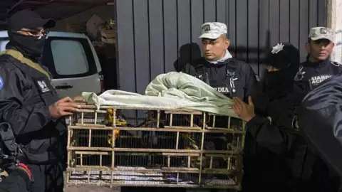 Hallan a 1500 aves tras un cateo