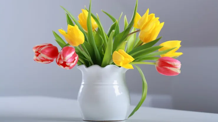 plantas ornamentales