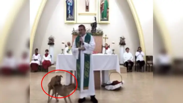Sacerdote reacciona a perros en su misa