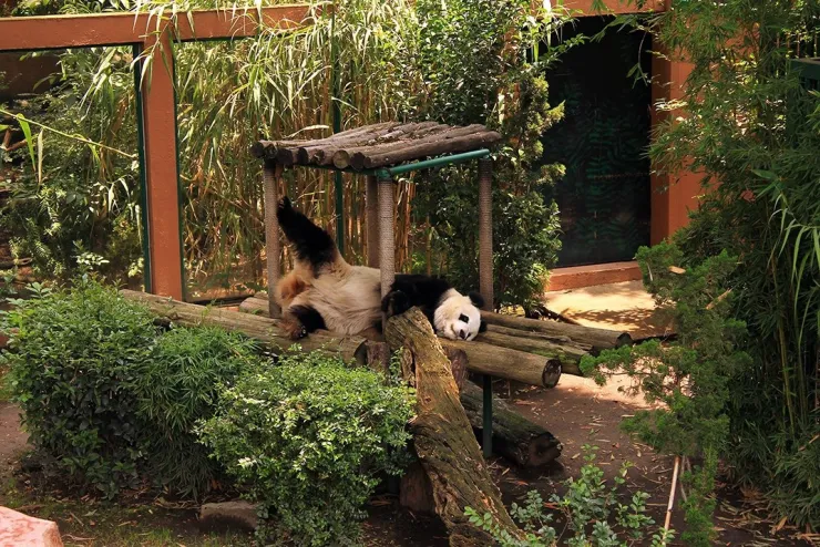PANDA 2