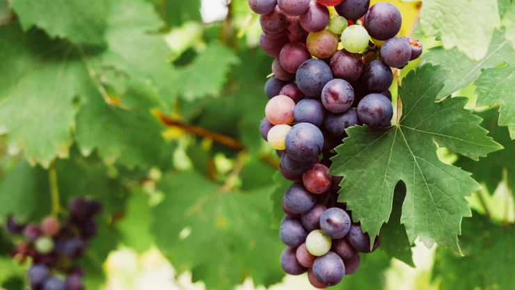 menor se ahogó con una uva