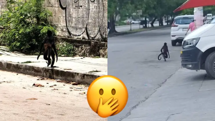 Captan a mono araña en Av. Nichupté de Cancún antes del impacto del huracán Beryl