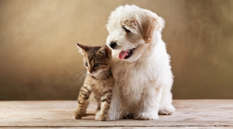 Dueños tiene más atención hacia sus perros que hacia sus gatos