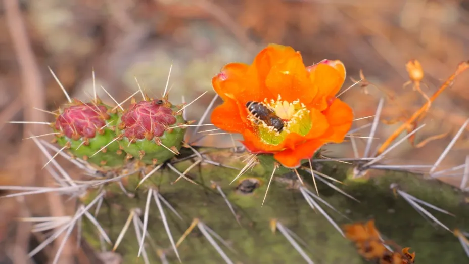 Flor_SEDEMA.jpg