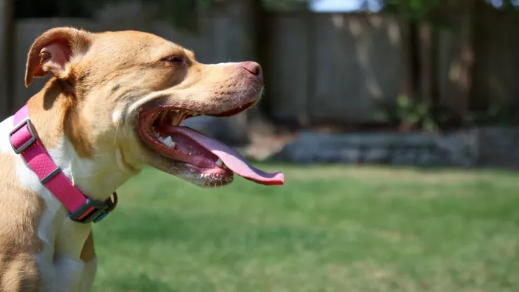 El pitbull le causó graves heridas que provocaron la muerte de la niña.