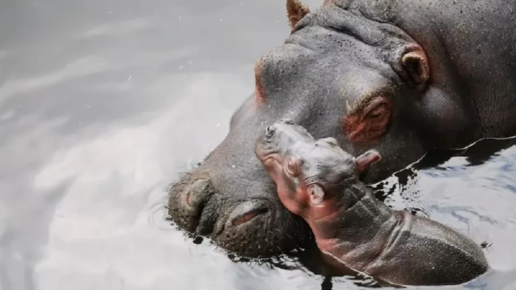 Alistan traslado a México de hipopótamos de Pablo Escobar.