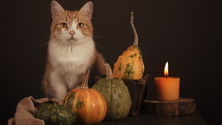 5 Rituales poderosos para aprovechar la Luna Llena en Tauro este 31 de octubre