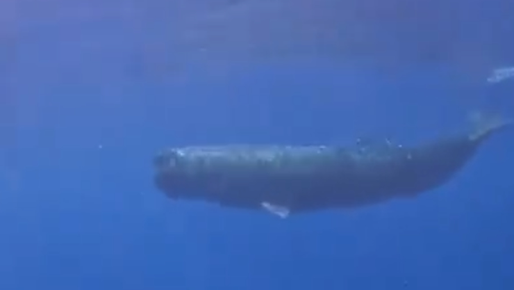 Ballena en mar de Veracruz