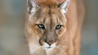 La reinserción de 20 especies podría frenar el cambio climático