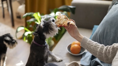 Alimentos humanos perros