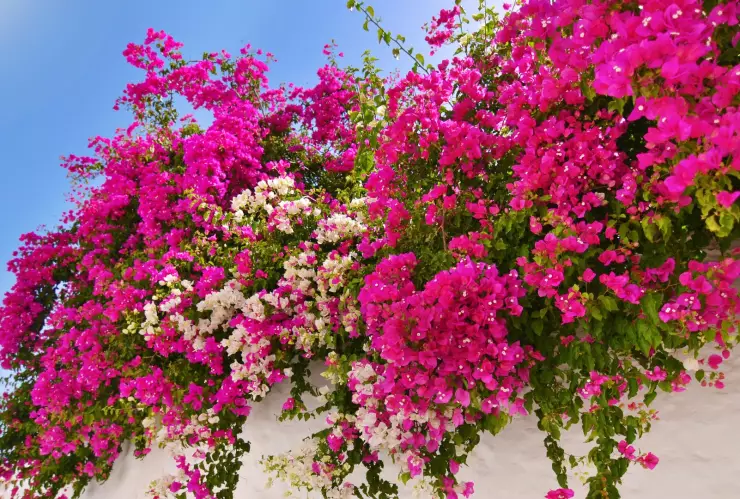 Para qué sirve la bugambilia