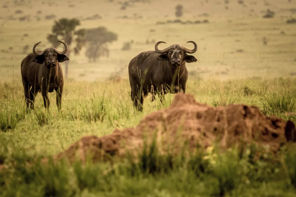 Wildlife of Uganda