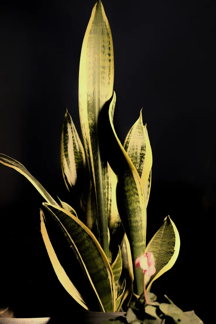 Planta de serpiente o lengua de suegra