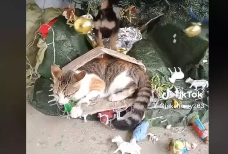 mascotas destruyen nacimiento