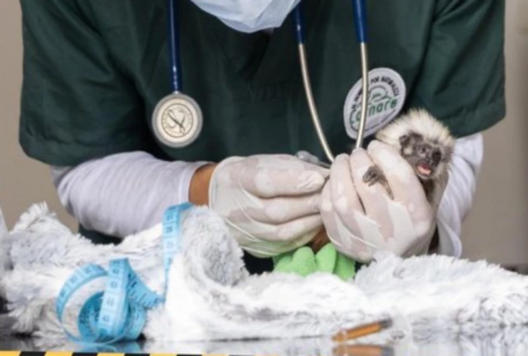 VIDEO_ Hallan 6 bebés de simios en partes íntimas de extranjeros; salían de Medellín