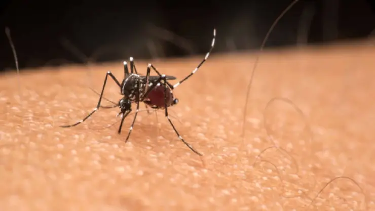 Mosquito