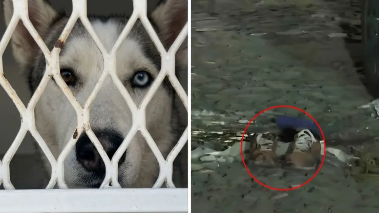 El cachorro husky quedó bajo resguardo mientras continúan las investigaciones del caso