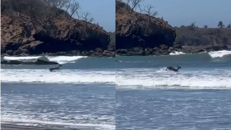 Venadito nadando en playa de Mazatlán