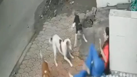 Perros mujer India.png